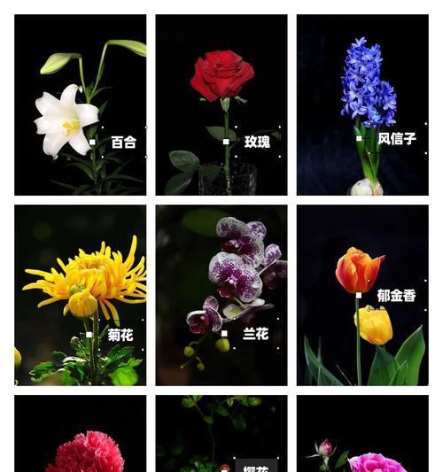 风信子的象征意义及文化传承（香气四溢的春天之花——风信子）