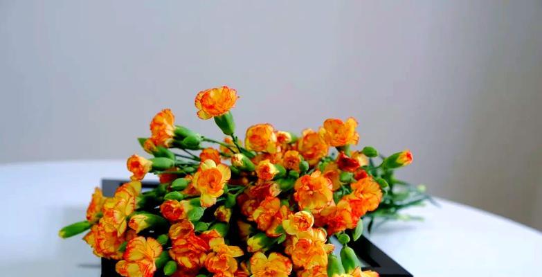 多头康乃馨（探索康乃馨的象征意义及历史渊源）