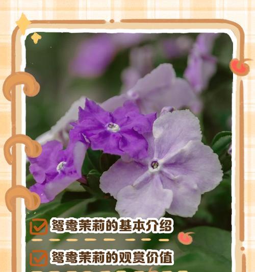 以虎尾兰开花的寓意（揭示虎尾兰开花背后的寓意，让我们重新思考生活的哲理）