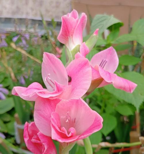 粉色剑兰的花语与寓意（美丽的粉色剑兰，诠释爱情的柔美与坚贞）