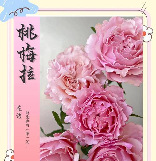 花语里的重逢之美（以花语表达心中重逢的温馨与喜悦）