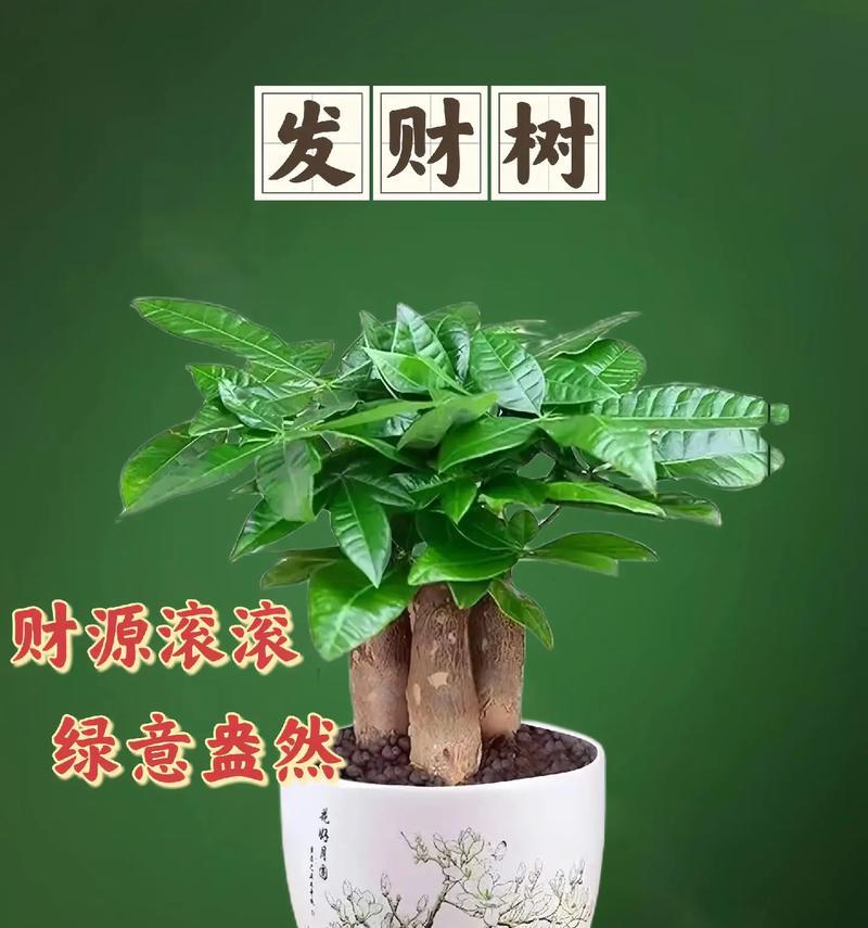 发财树（探秘发财树的寓意与风水禁忌）