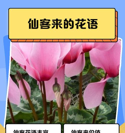 花语里的重逢之美（以花语表达心中重逢的温馨与喜悦）