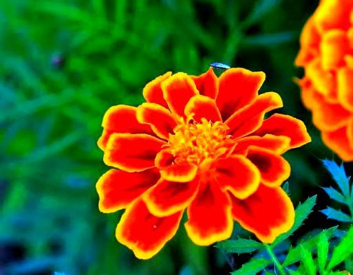 孔雀草的花语与意义（探寻孔雀草的神秘之美）