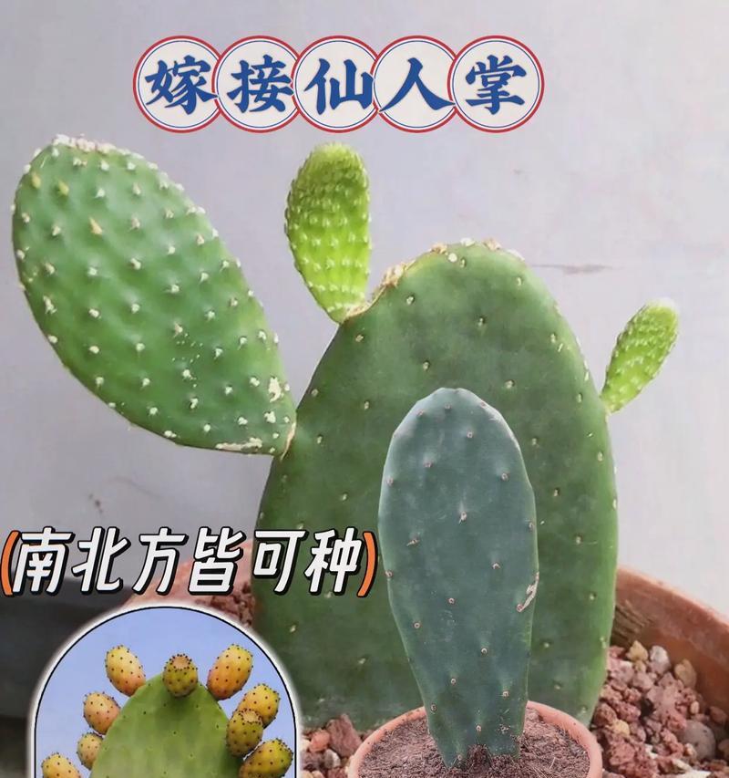 仙人掌（以仙人掌象征的生活智慧和修身之道）