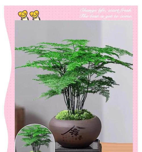 文竹花的寓意与传承（欣赏文竹花，品味人生之美）