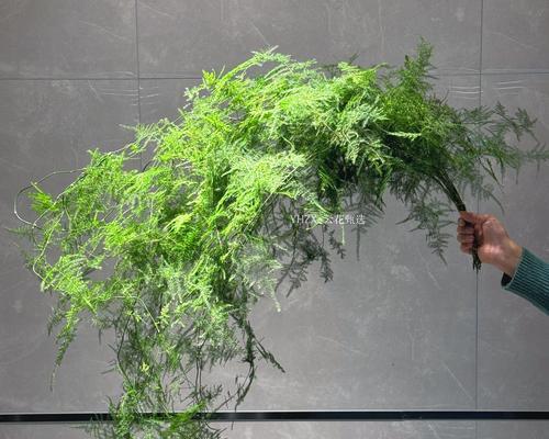 文竹花的寓意与传承（欣赏文竹花，品味人生之美）
