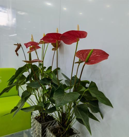 以代表礼仪的植物（探索大自然中的礼仪之美）