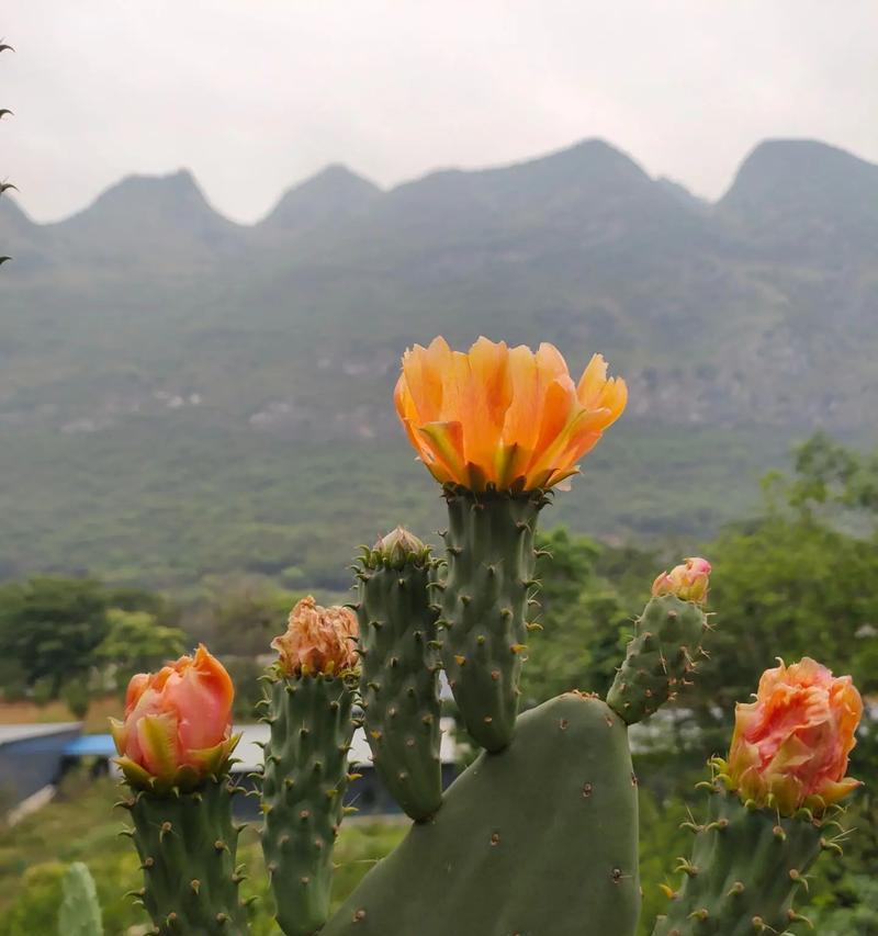 仙人掌的花语（以仙人掌开花的花语及象征意义）