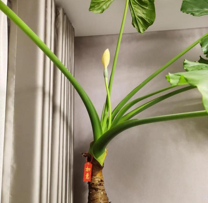 发财树开花，好运即将到来（迎接财富滋润的象征，发财树花朵的神奇预示）