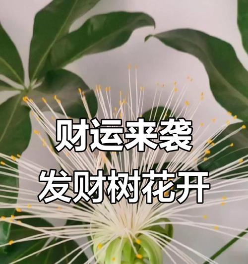 发财树开花，好运即将到来（迎接财富滋润的象征，发财树花朵的神奇预示）