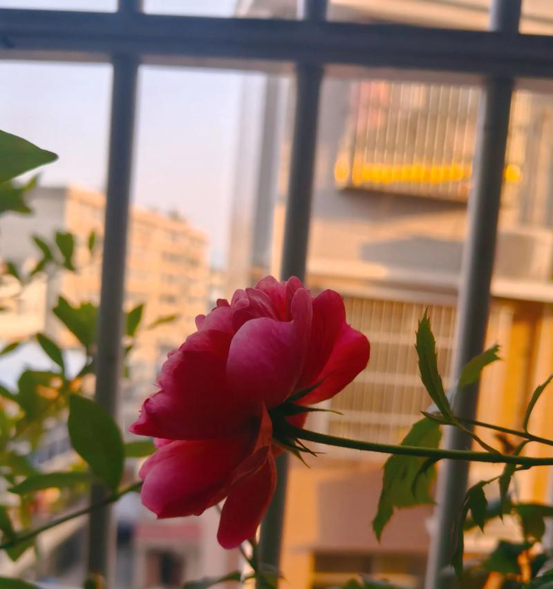 月季花的花语与寓意（美丽绽放的花海，传递无尽的情感）