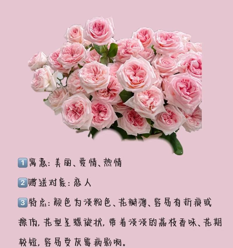 玫瑰花的花语之丰富多彩（探索玫瑰花不同颜色的意义与象征）