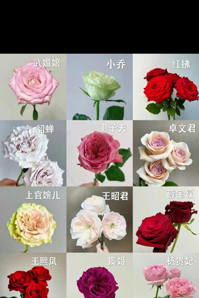 玫瑰花的花语之丰富多彩（探索玫瑰花不同颜色的意义与象征）