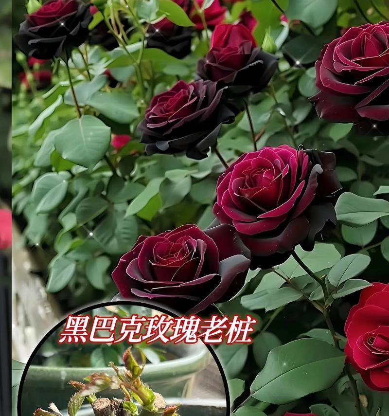 黑暗之花（以“蝴蝶兰”为例，揭示黑暗花语的意义）