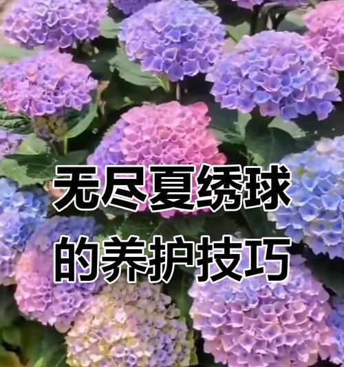 无尽夏绣球花语的传递（绽放幸福的绚烂色彩）