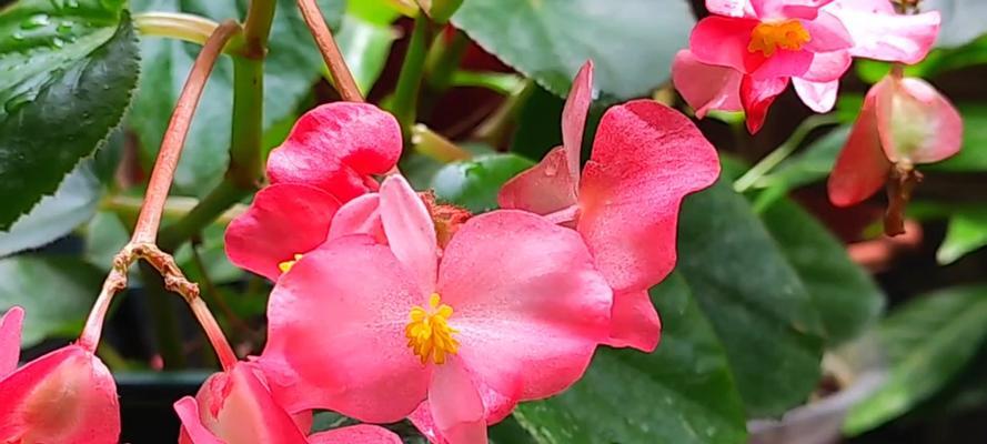 四季海棠花语（以花语传递生命的循环与坚韧）