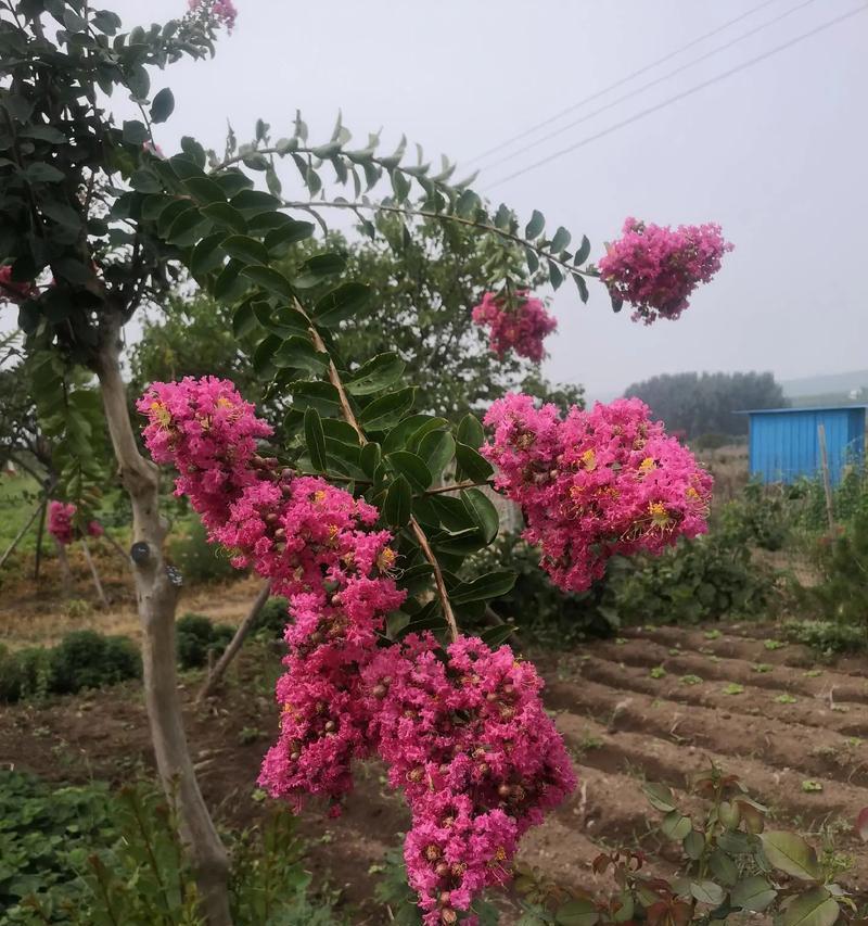 千屈菜的花语与寓意（探寻千屈菜的意义和象征）