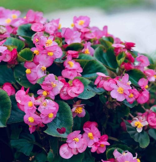 四季海棠花语（以花语传递生命的循环与坚韧）