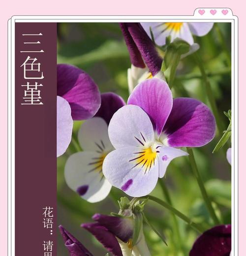春日花香，野生三色菫绽放（探寻自然花园，品味花间三色菫的芬芳）