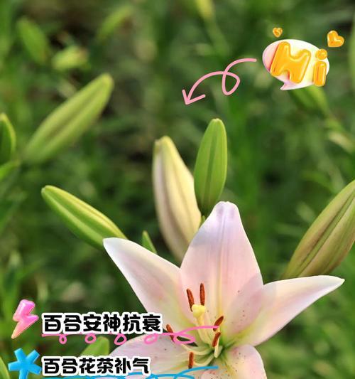 百合花的含义与花语（探寻百合花背后的意义与寓意）