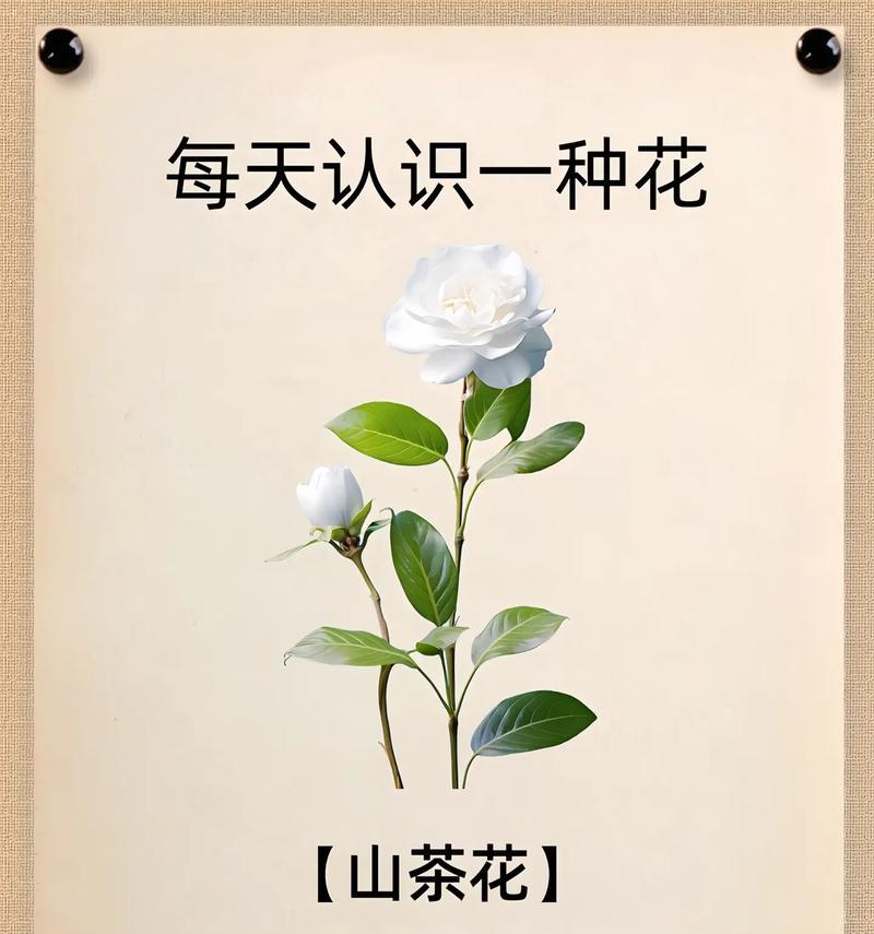 白玫瑰的花语——纯洁与无暇的象征（探寻白玫瑰花语的深刻内涵）