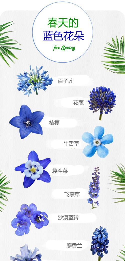 矢车菊花语（用花的语言传递情感与祝福，矢车菊揭示内心的故事）