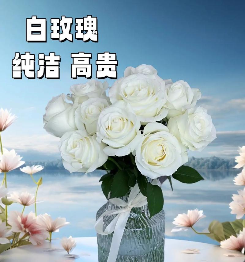 白玫瑰的花语——纯洁与无暇的象征（探寻白玫瑰花语的深刻内涵）