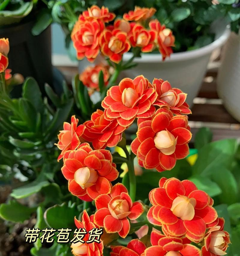 花朵与身体健康的奇妙关系（探寻花朵对身心健康的积极影响）