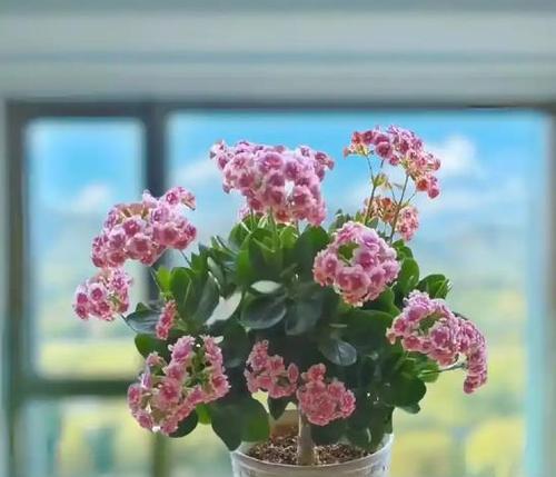 花朵与身体健康的奇妙关系（探寻花朵对身心健康的积极影响）
