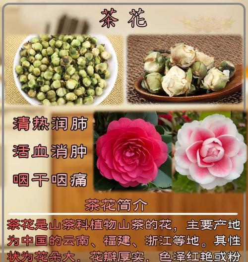 红山茶花的花语与代表意义（红山茶花的神秘之谜及深远意义）