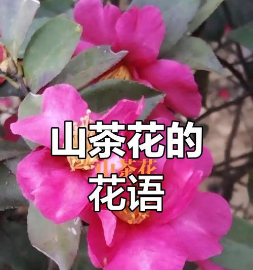红山茶花的花语与代表意义（红山茶花的神秘之谜及深远意义）