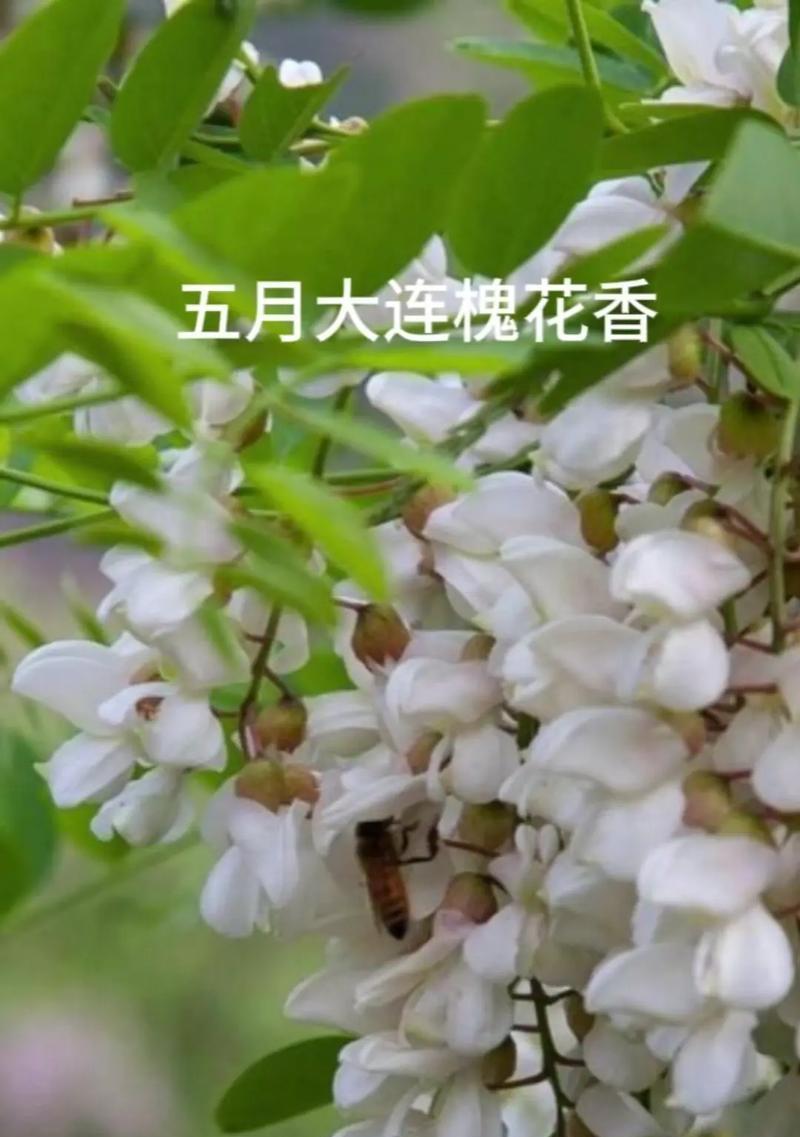 槐花花语传递的情感与寓意（槐花的花语是何等的美丽与深沉）