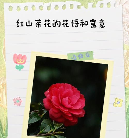 红山茶花的花语与代表意义（红山茶花的神秘之谜及深远意义）
