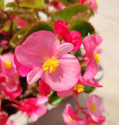 四季海棠花语（四季海棠的花语与生命哲学）