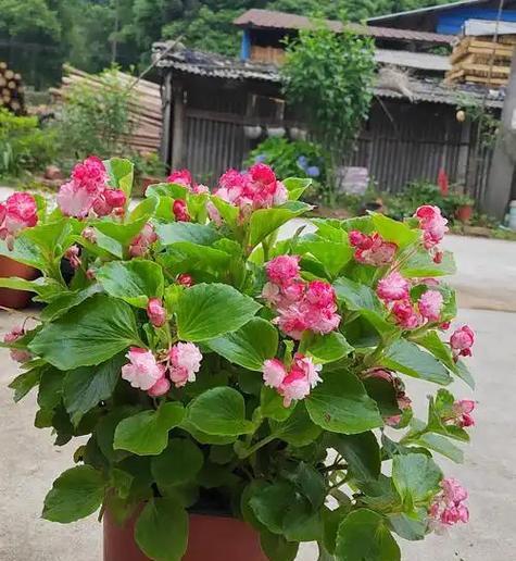 四季海棠花语（四季海棠的花语与生命哲学）
