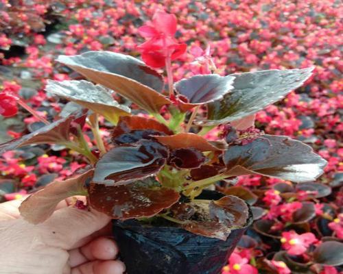 四季海棠花语（四季海棠的花语与生命哲学）