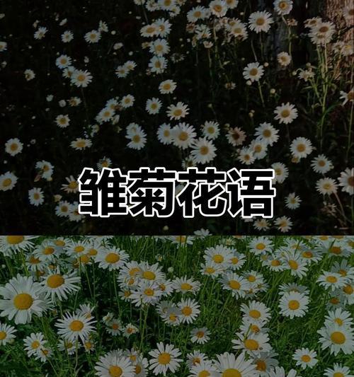 小菊花的花语及意义解析（小菊花的五种花语解读及其象征意义）