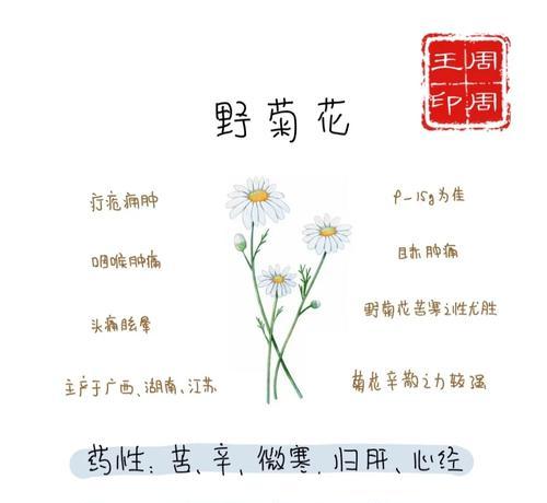 小菊花的花语及意义解析（小菊花的五种花语解读及其象征意义）
