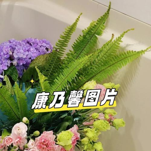 康乃馨花语及其象征意义（康乃馨花语传递爱与关怀，预示着美好的祝福与希望）