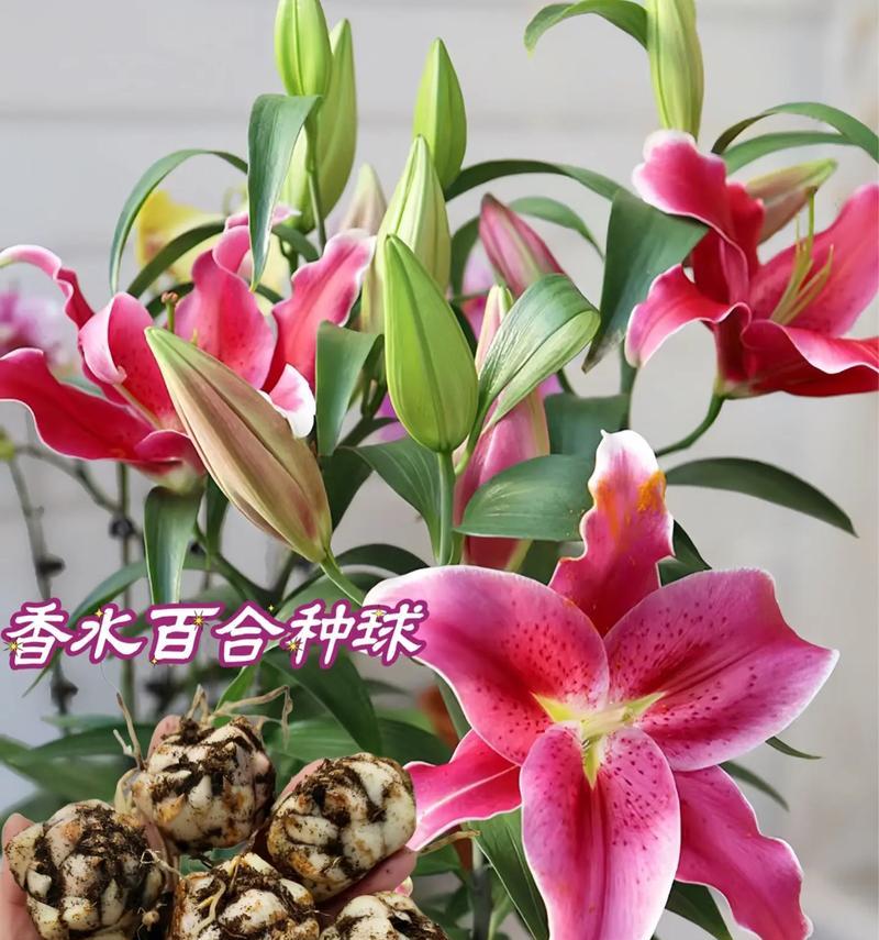 百合花的花语与寓意（揭示百合花象征的美好含义）