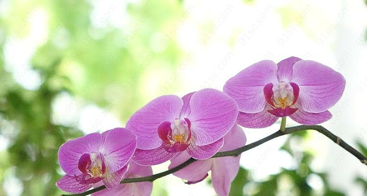 春天之美（春天花卉的绚烂华彩，向人们展现生机勃勃的美丽）