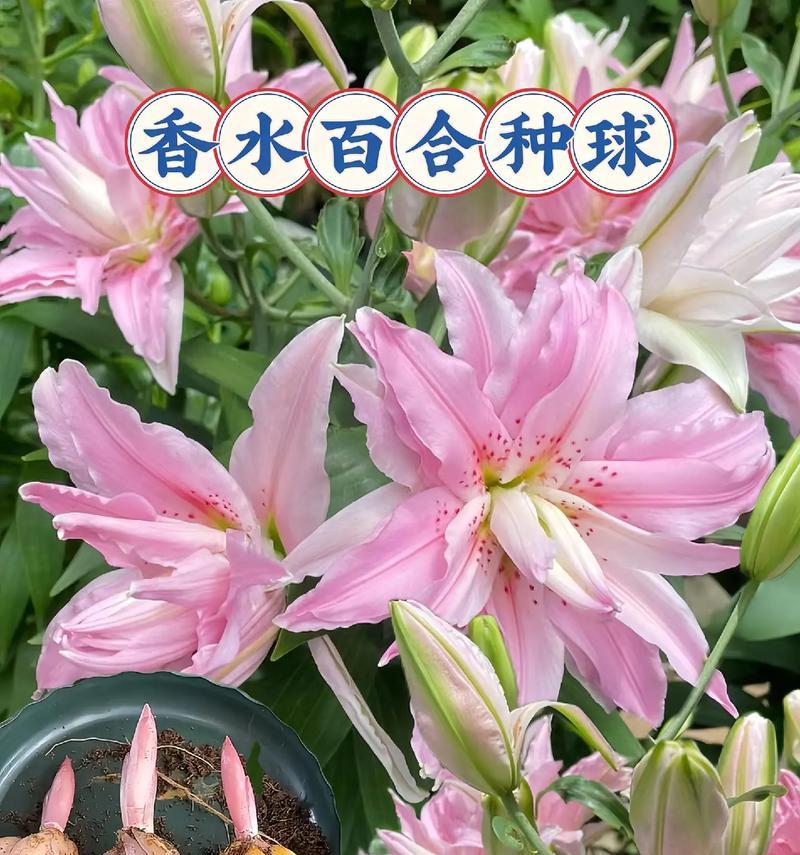 百合花的花语与寓意（揭示百合花象征的美好含义）