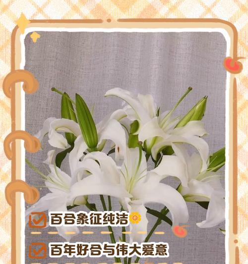 探寻亚洲百合花语的深意（百合之谜解析与应用）