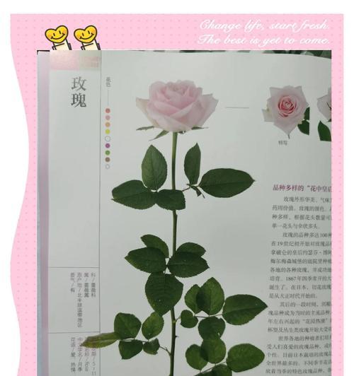 月季玫瑰百合的花语与意义（探寻花朵背后的情感语言，深入解读月季玫瑰百合的花语）