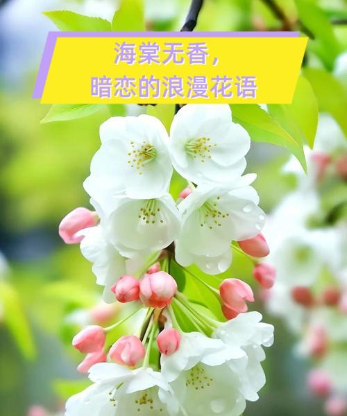 花语之美（用花语绽放爱的甜蜜，献给心上人的最美情话）
