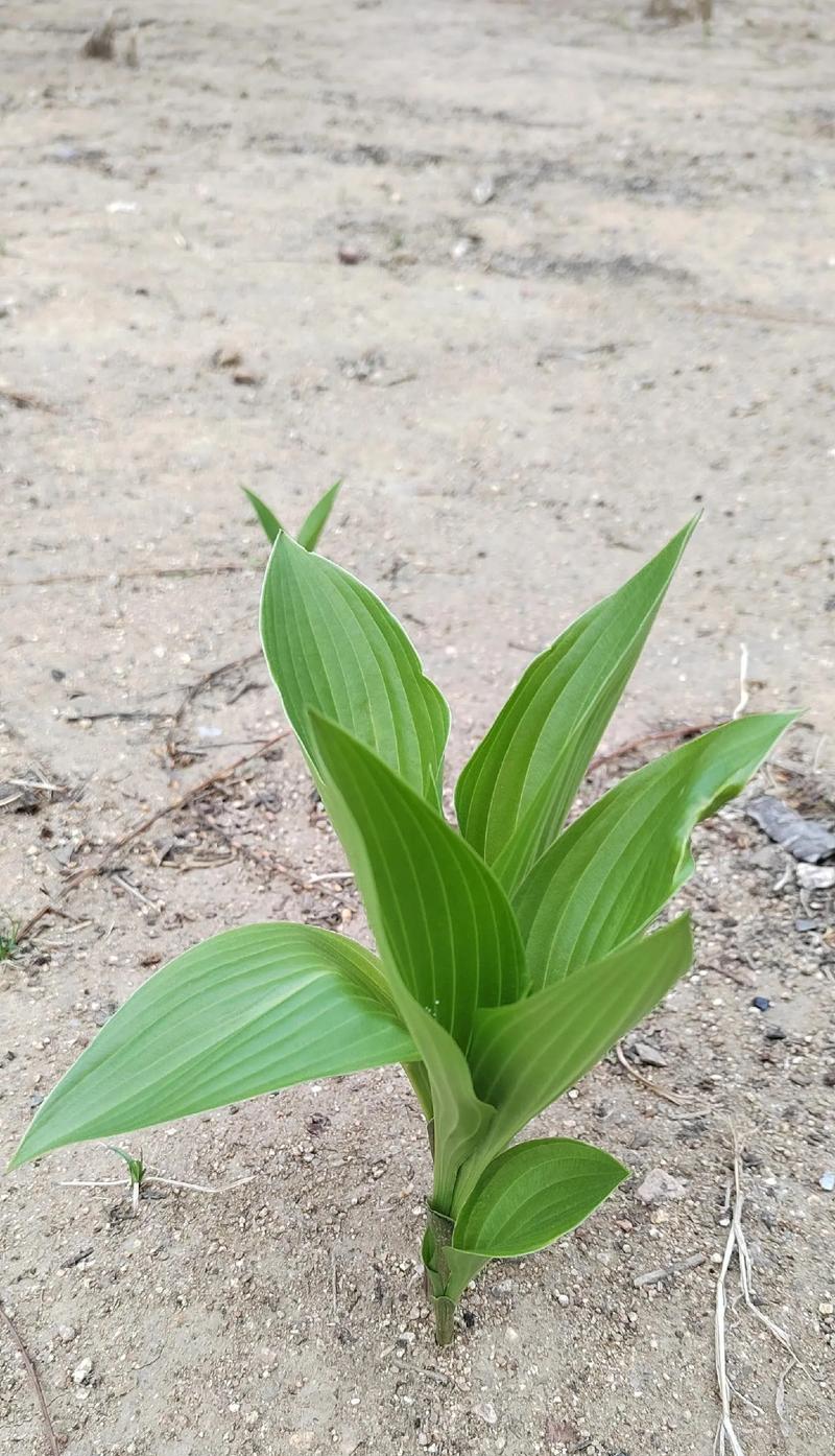 玉簪花之美（传承千年的华美之语，玉簪花的花语探秘）