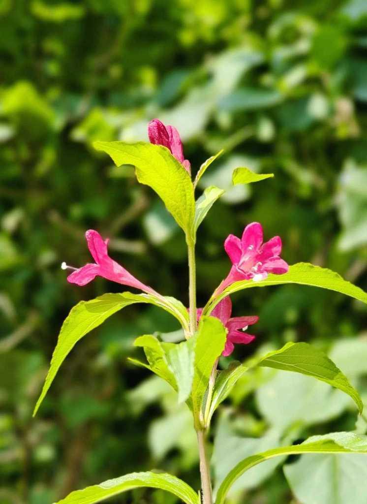 玉簪花之美（传承千年的华美之语，玉簪花的花语探秘）
