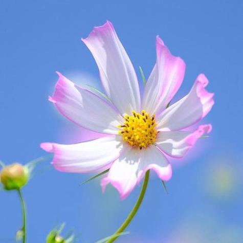 以莲花为象征的意义（莲花的美丽与意义）