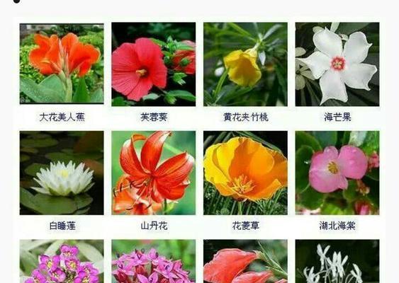 花开富贵，黄金兰花语与寓意（以黄金兰的花语和寓意为线索，探讨富贵的含义）